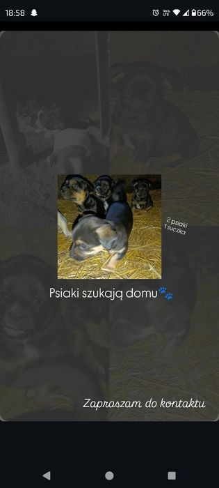 Wydam 1 pieska i 1 suczke