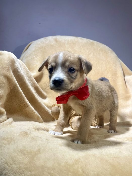 Врятована дівчинка шукає родину