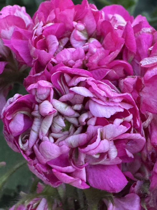 Пеларгония Грація  Ред Хот Чілі Перерс, Грація Вівальді