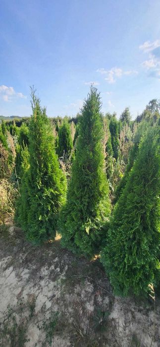 tuja brabant tuja szmaragd świerk jodła kaukaska producent