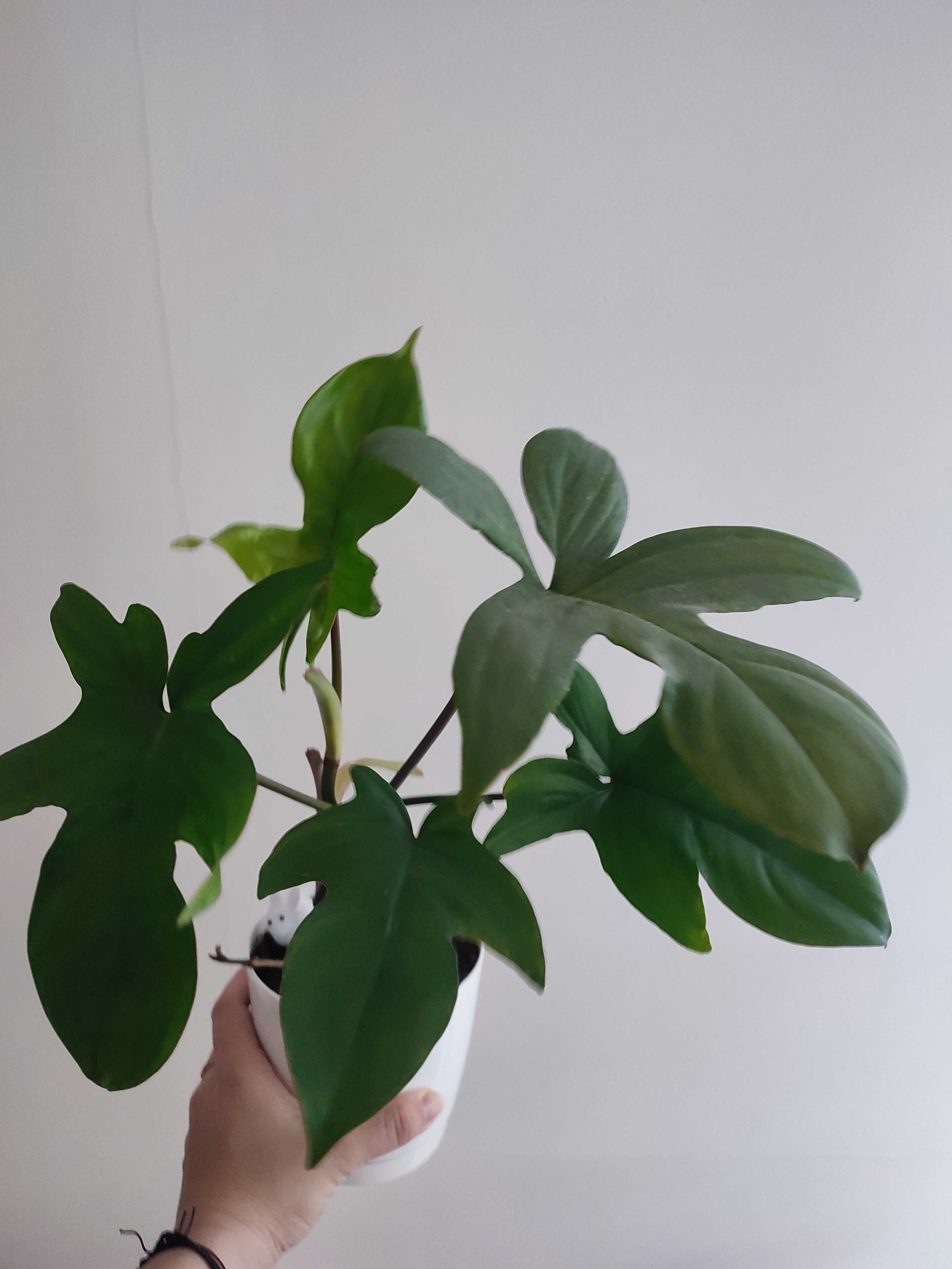 philodendron ghost