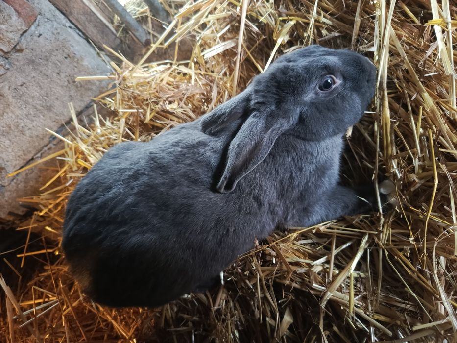 Sprzedam samce i samice