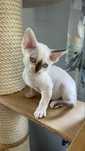 Devon rex kocurek , rodowod FPL/FIFE
