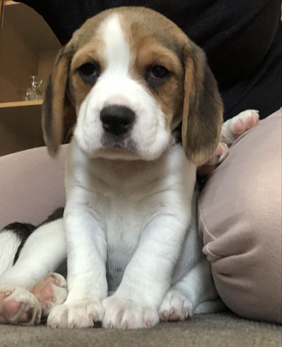 ŚLICZNY BEAGLE tricolor Rodowód Chip Umowa