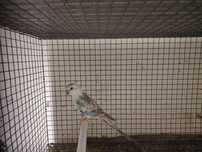 Casal red rumped
