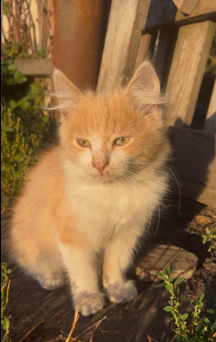 Віддам котика і кішечку 4 місяці