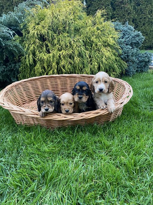 Szczeniak Cocker Spaniel Suczka