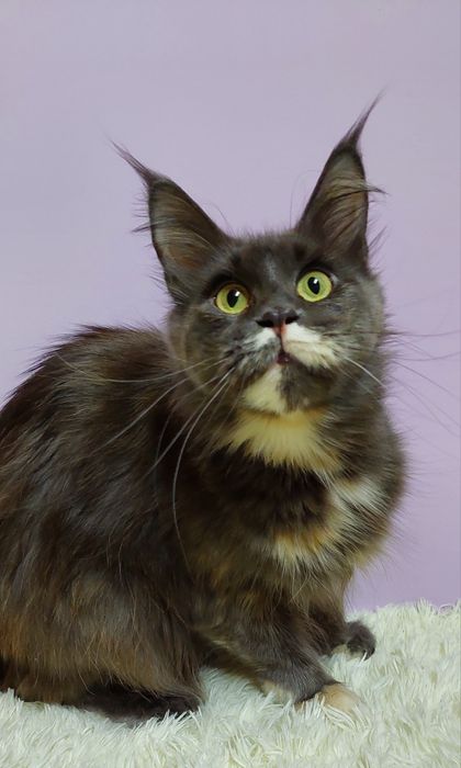 Выведенные кошки из племенной работы.