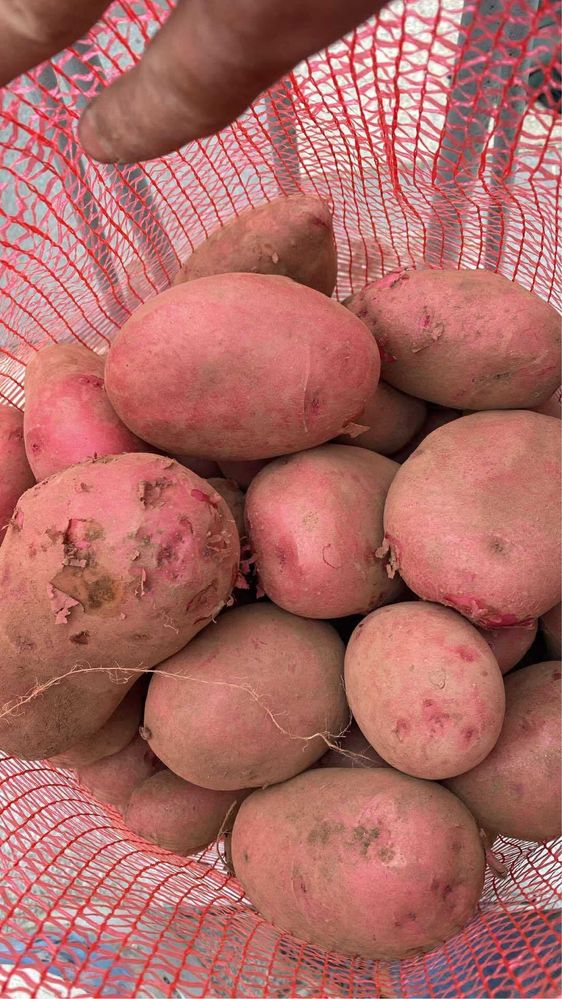 Batata vermelha