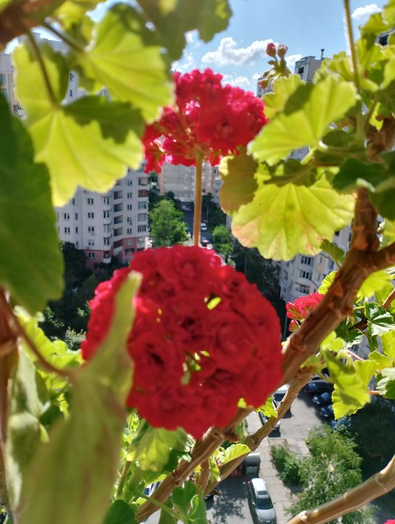 Калачики Розебуд всі цвітуть , ампельні та інші
