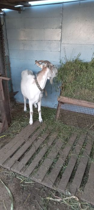 Продам козу з другим окотом . Дае 3-3.5 літри