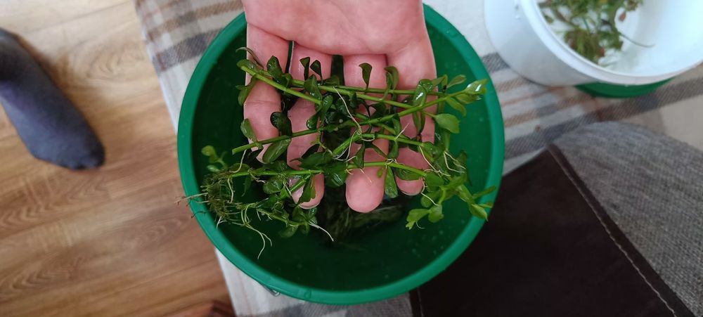 Bacopa roślina łatwa