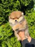 Pomeranin szpic miniaturowy