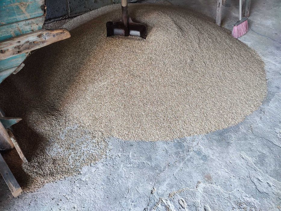 Sprzedam Żyto Kalcyt Czyszczony sezon 2025 ! ! !