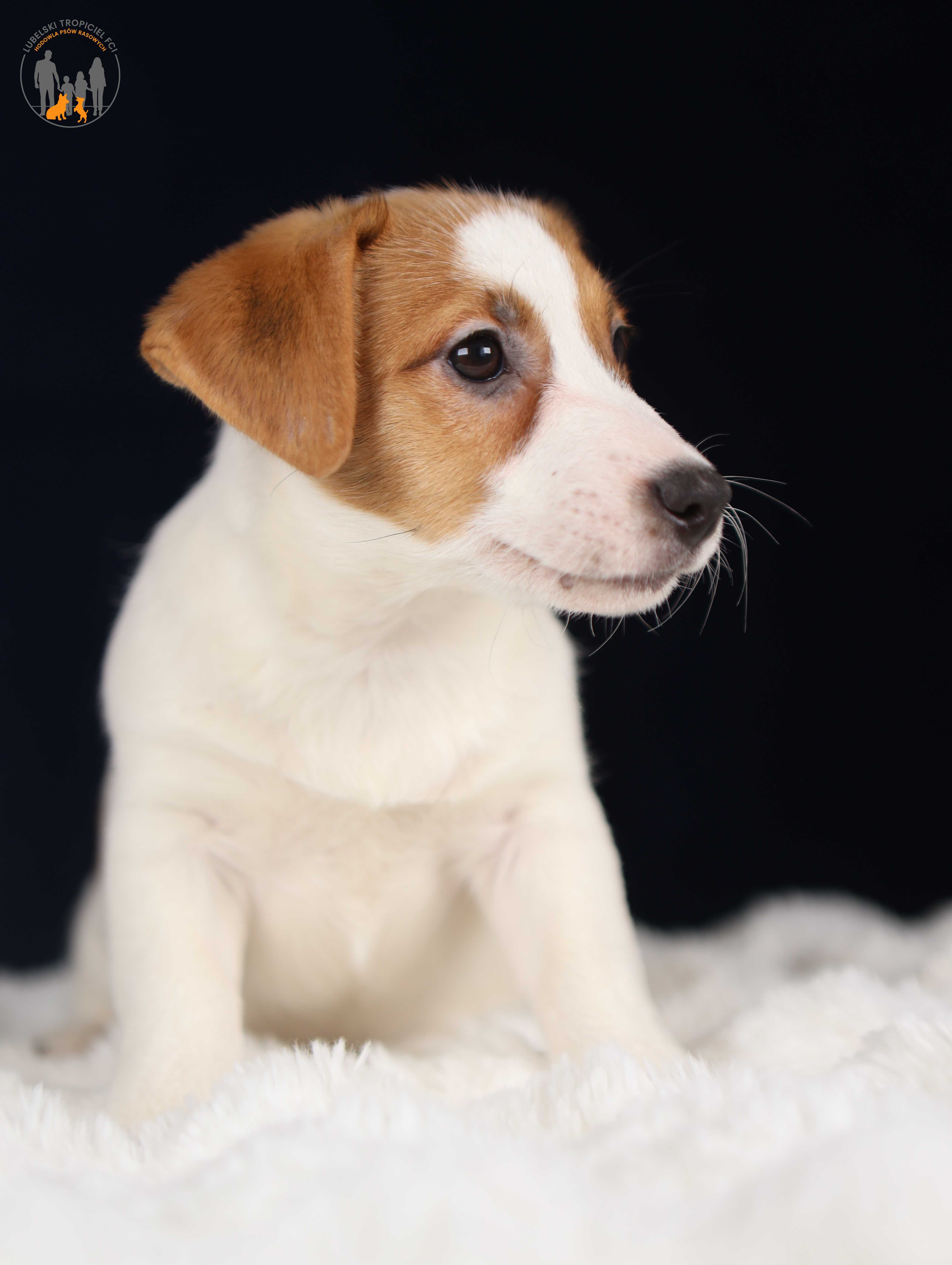 Jack Russell Terrier ZKwP FCI k.włos -rezerwacja