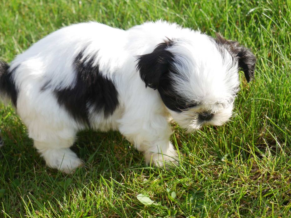 SHIH TZU - suczka