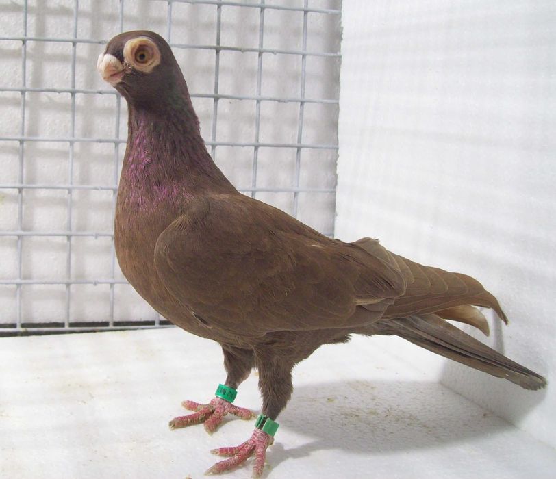 Brodawczak , brodawczaki