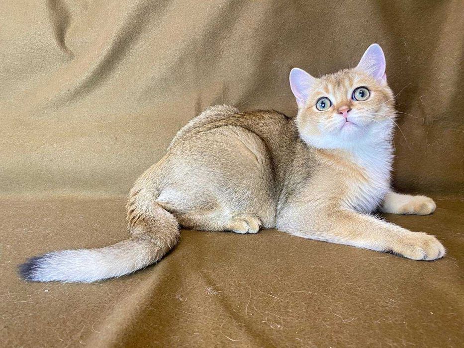 Продаж котят проди Шотландська висловуха