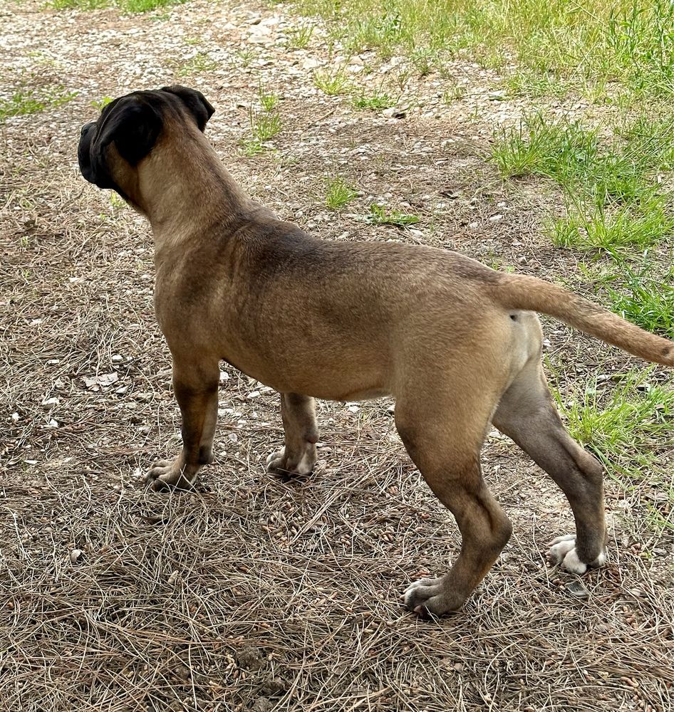 Cane corso italiano