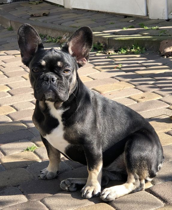 Французський бульдог