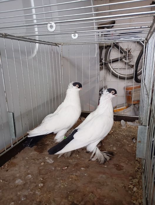 Krymki białostockie