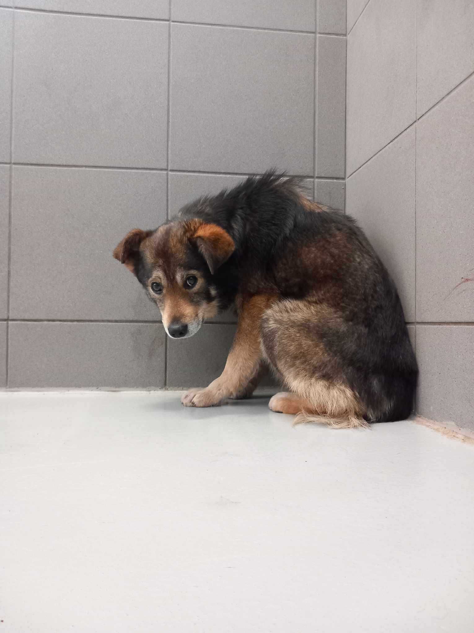 Piotrek - Wystraszony psiak szuka swojego wymarzonego domu