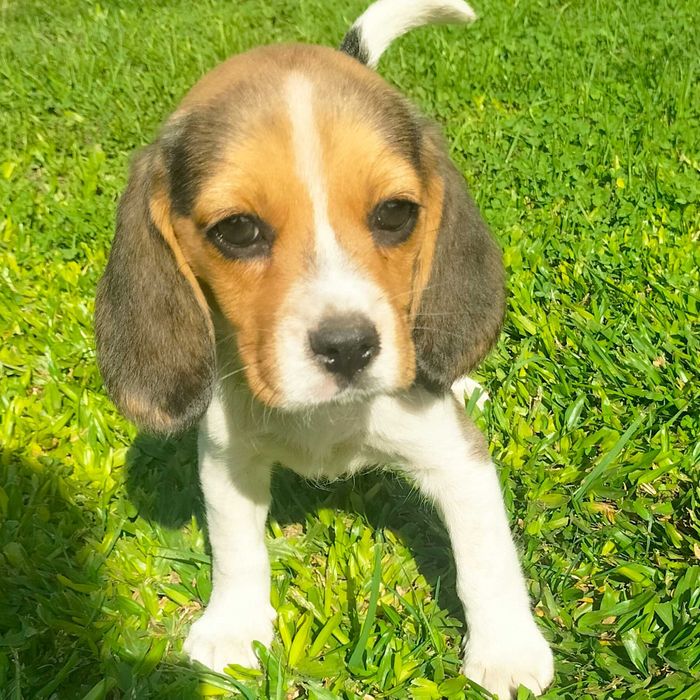Beagle belíssima tricôlor última