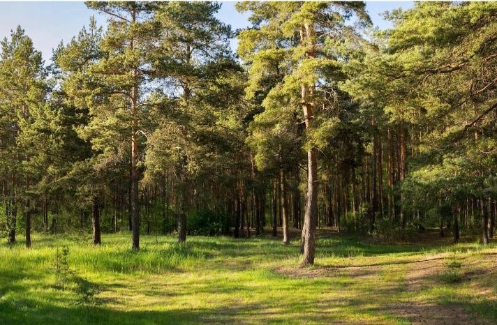 Продам дачный участок в Обуховке