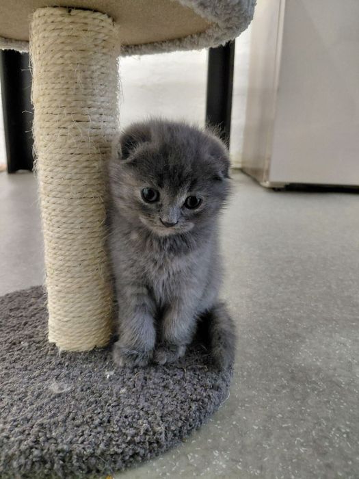 Кошенята шотландські висловухі