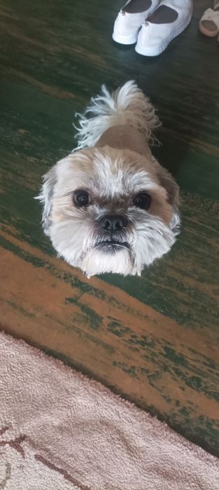 Отдам Мальчик шит-цу