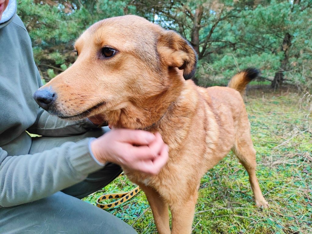 Spokojna, ruda Lara szuka domu