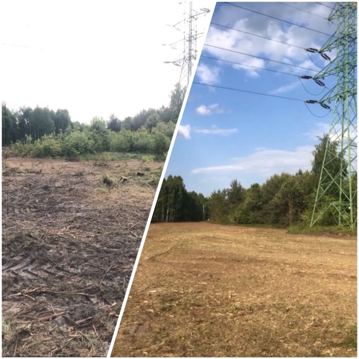 Wycinka drzew, Mulczer Leśny, Frezowanie, Rebak