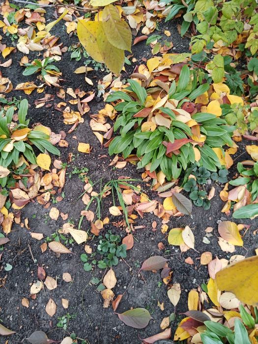 Продам кусты-луковицы лечебной лилии.хризонтемы низкорослые и высокие