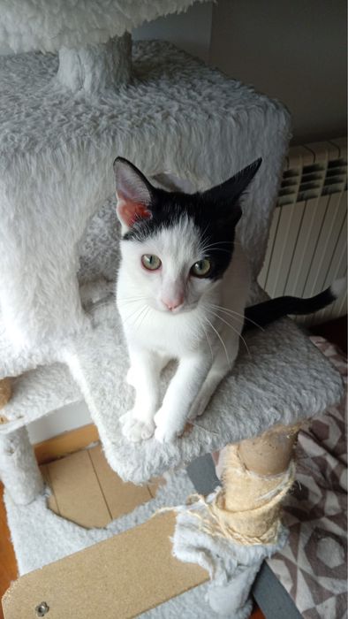 Gatinho Cinzas 4 meses