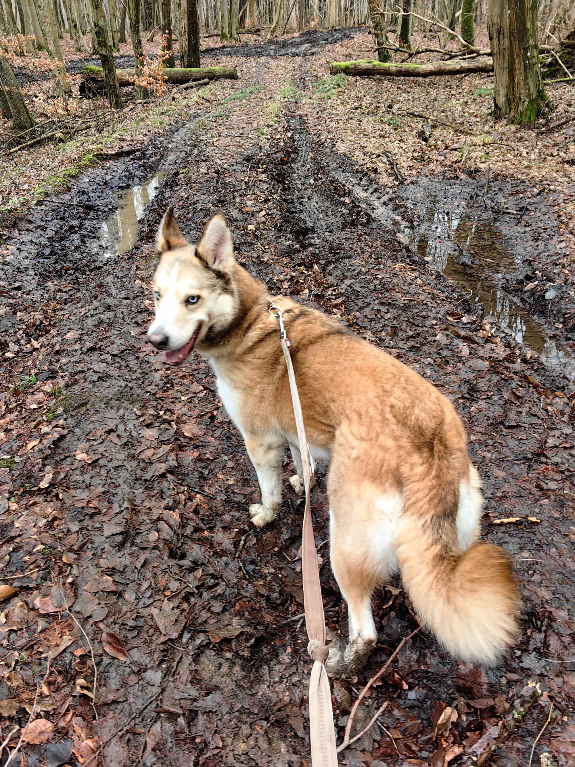 Suzi - Piękna suczka w typie husky