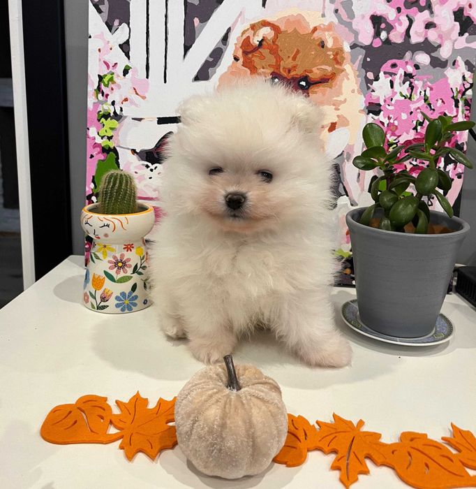 POMERANIAN - piękny, biały chłopak