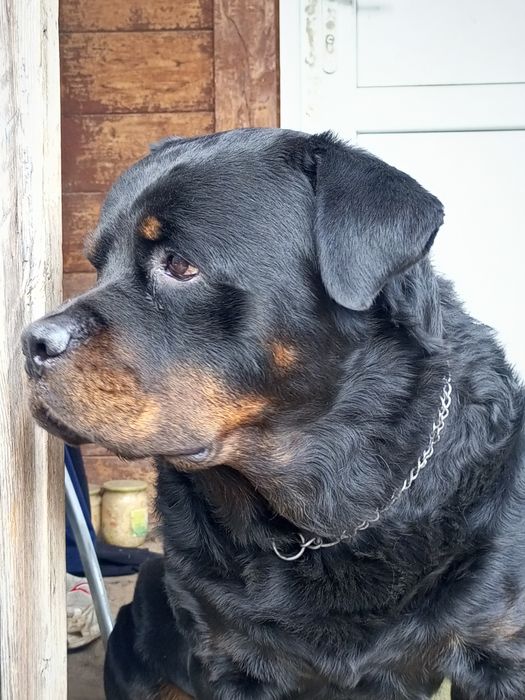 Кобель ротвейлер вязка