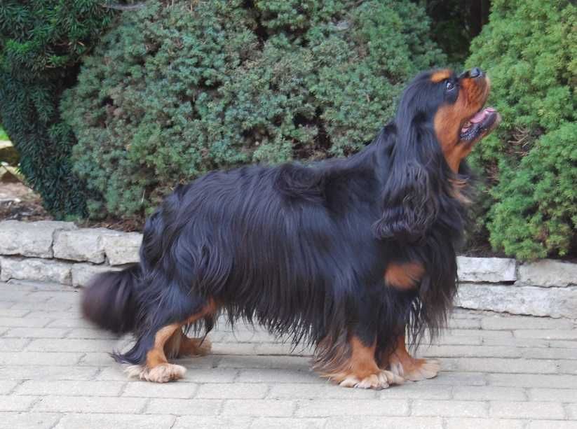 Cavalier King Charles Spaniel  - Piesek  ZKwP/FCI