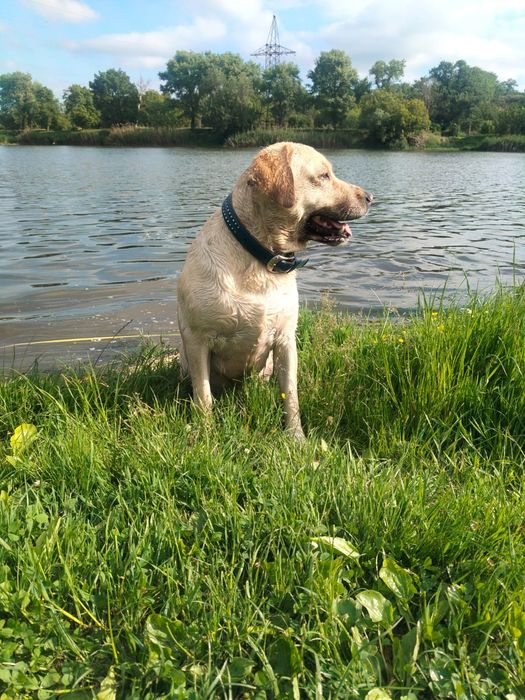 Цуценята лабрадора