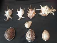 Caracóis e Búzios do mar de coleção Indico Pacífico aberto