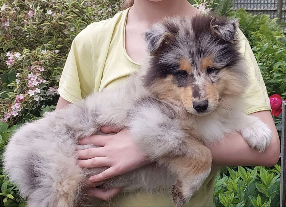 Щенки колли