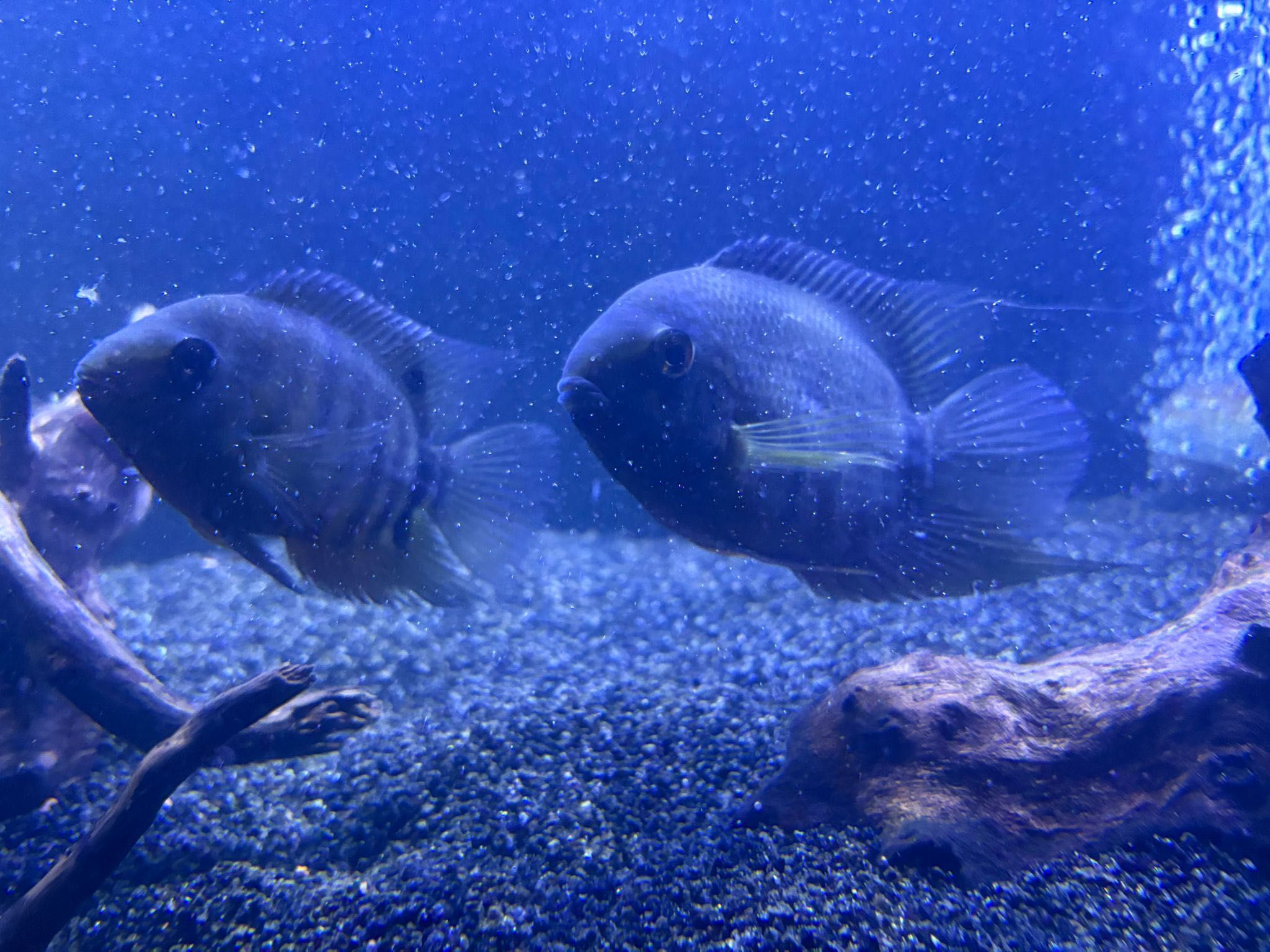 Casal Severus Rotkeill c/ Desovas