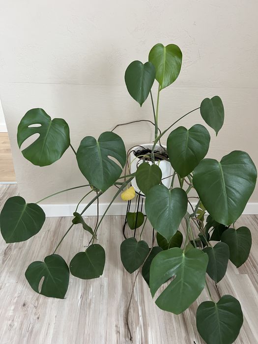 Monstera kwiat doniczkowy