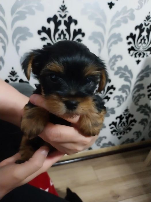 Yorkshire terrier