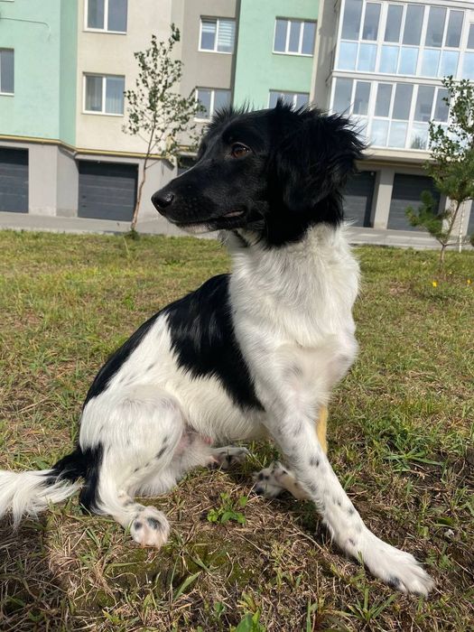 Песик Бублик в пошуках дому
