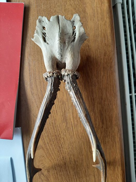 Rogi poroże sarny Jelenia kolekcja staroć antyk PRL