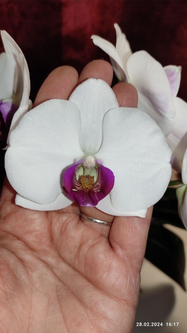 Орхідея фаленопсис Red lip . Квітка відцвітає, тому ціну знижено.