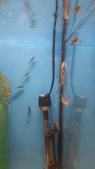 Otocinclus, otosek w PAWIK.PL sklep zoologiczny