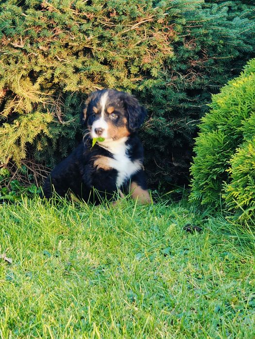 Sprzedam pieska Berneński Pies Pasterski