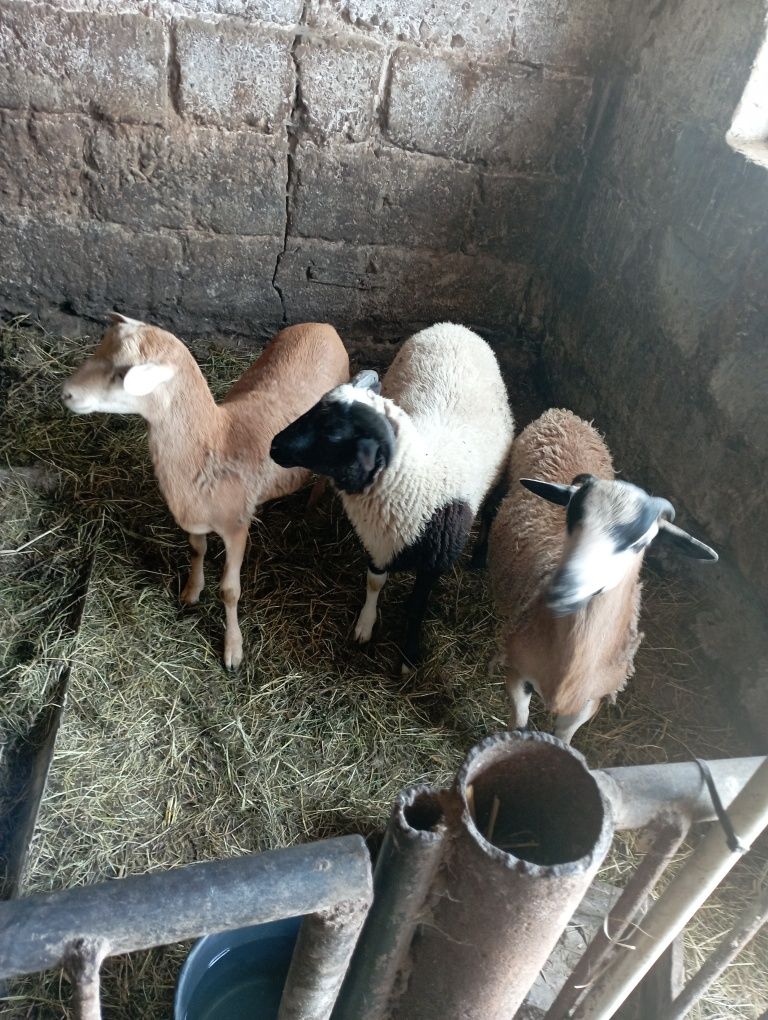 Baranek dorper mix, kamelun/nolana, nolana
